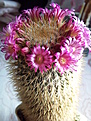 Mammillaria coronaria