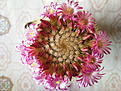 Mammillaria coronaria