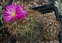 Coryphantha pseudechinus