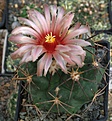 Coryphantha poselgeriana valida	RUS-516