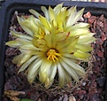 Coryphantha cornifera Z188