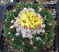 Coryphantha greenwoodii FO183