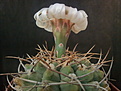 Gymnocalycium vatteri