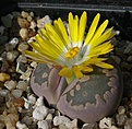 Lithops otzeniana C128