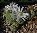 Lithops marmorata cv polepsky smaragd