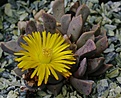 Aloinopsis orpenii