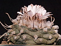 Turbinicarpus polaskii