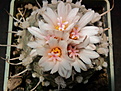 Turbinicarpus polaskii