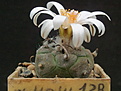 Turbinicarpus polaskii