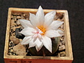 Turbinicarpus polaskii