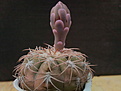 Gymnocalycium spegazzinii v.punillense