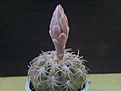 Gymnocalycium spegazzinii v.punillense