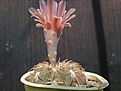 Gymnocalycium spegazzinii v.punillense