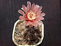 Gymnocalycium spegazzinii v.punillense