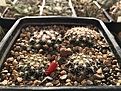 M.coahuilensis Estacion Camacho, Zacatecas