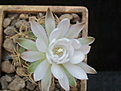 Gymnocalycium damsii v. torulosum