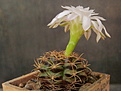 Gymnocalycium damsii v. torulosum