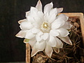 Gymnocalycium damsii v. torulosum