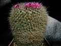 Mammillaria hahniana