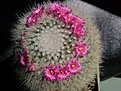 Mammillaria hahniana