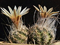 Turbinicarpus dickisoniae