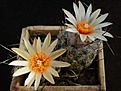 Turbinicarpus dickisoniae