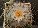 Turbinicarpus dickisoniae