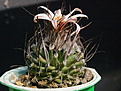 Turbinicarpus gracilis