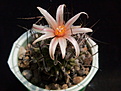 Turbinicarpus gracilis