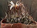 Turbinicarpus gracilis