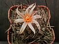 Turbinicarpus gracilis