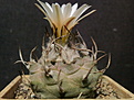 Turbinicarpus klinkerianus