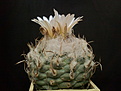 Turbinicarpus klinkerianus