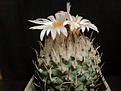 Turbinicarpus swarzii