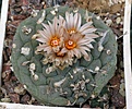 Turbinicarpus jauernigii PP190