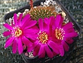 Sulcorebutia caracarensis R598