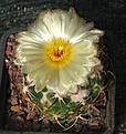 Coryphantha tripugianacantha L1464