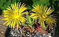 Faucaria felinа