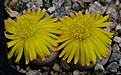 Lithops schwantesii 'kuibisensis' C150