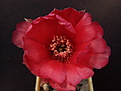 Lobivia arachnacantha v.torrecillasensis