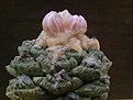 Roseocactus fissuratus