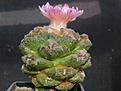 Roseocactus fissuratus