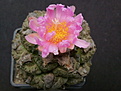 Roseocactus fissuratus