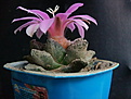 Roseocactus fissuratus