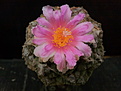 Roseocactus fissuratus 2