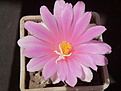 Roseocactus fissuratus 1