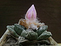 Roseocactus fissuratus 1