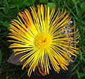 Pleiospilos simulans /Teasdale
горшок 10 см