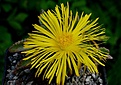 Faucaria smithii Ecca Pass
горшок 10 см