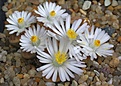 Lithops karasmontana 'jacobseniana' C227